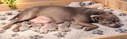 Staffordshire Bull Terrier dogs for sale: SOLID BLUE TEDDY BEARS 🧸  - Advert 13
