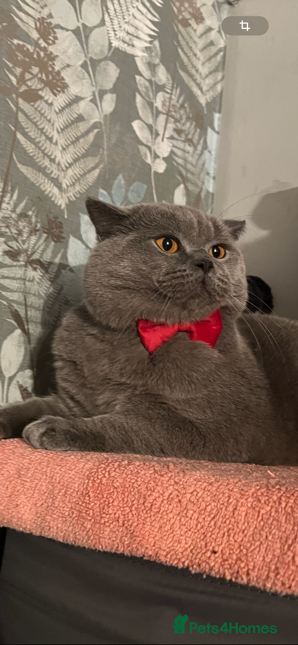 British Shorthair cats British Shorthair Gentleman Looking for aLady  - Advert 4