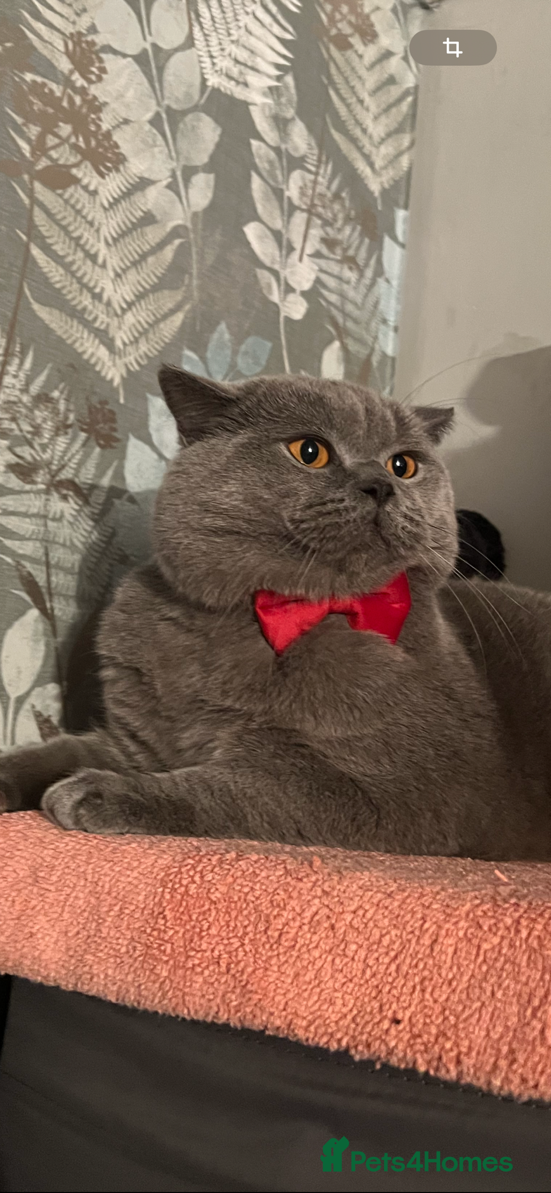 British Shorthair cats for stud: British Shorthair Gentleman Looking for aLady  - Advert 1