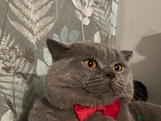 British Shorthair cats British Shorthair Gentleman Looking for aLady - Advert 4