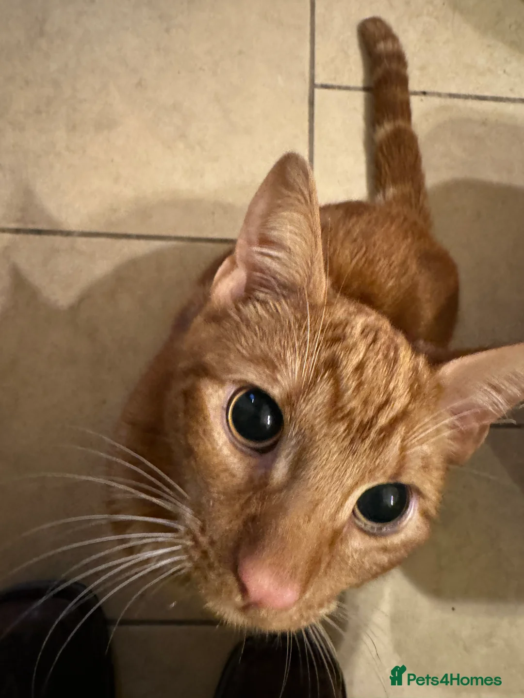 British Shorthair cats for sale: Ginger cat free to good home - Advert 7