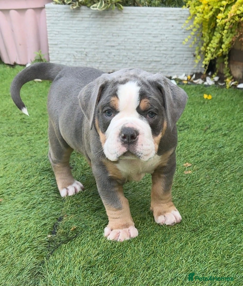 Olde English Bulldogge dogs 🔥🔥Champion bloodline Olde English Buldogs🔥🔥 - Advert 1