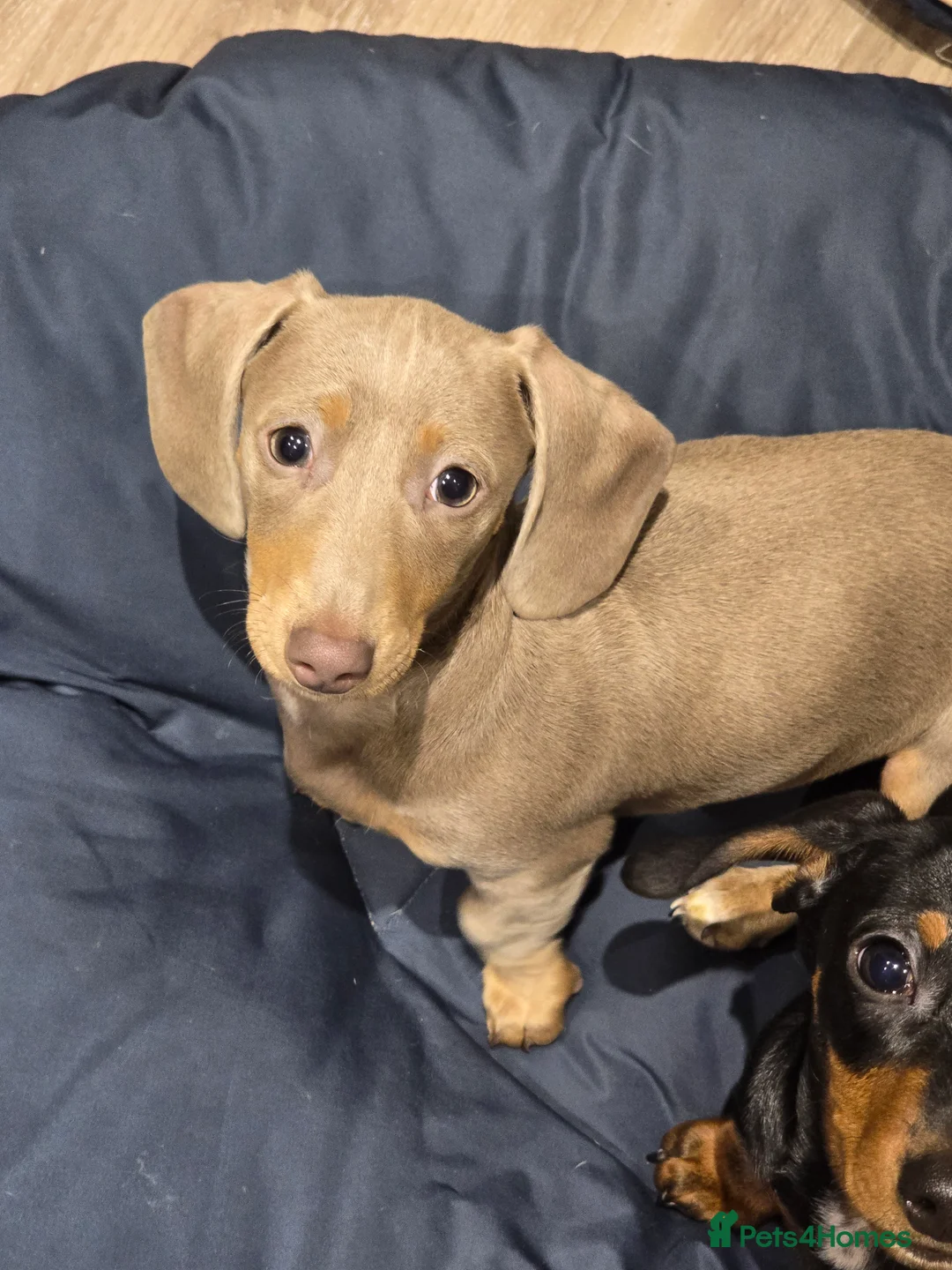 Miniature Dachshund dogs for sale: KC Miniature Shorthaired Dachshund! - Advert 5