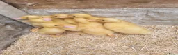 Ducks poultry for sale: Cherry ducklings in Normanton - Advert 1