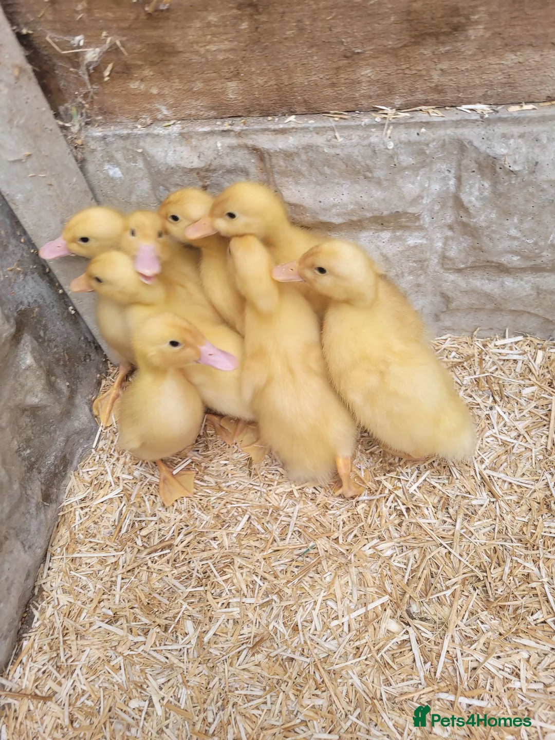 Ducks poultry for sale: Cherry ducklings in Normanton - Advert 1