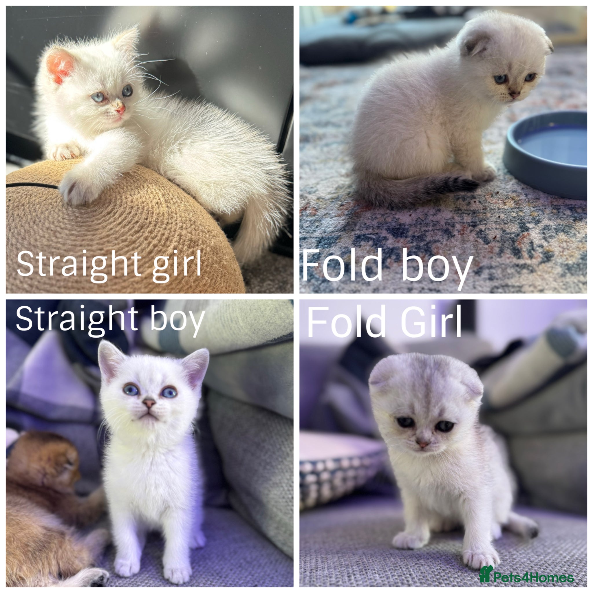 Scottish Fold cats Petite Scottish Folds white/blue eyes! Ready 01/05 - Advert 6