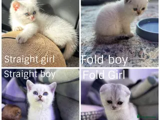 Scottish Fold cats Petite Scottish Folds white/blue eyes! Ready 01/05 - Advert 6