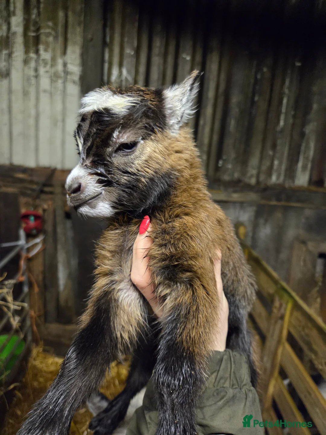 Goats livestock for sale: Stunning pygmy goat kids  - Advert 5