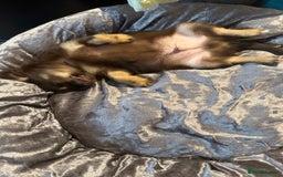 Chihuahua dogs for sale: LAST LITTLE BOY - long coat  READY NOW - Image 3