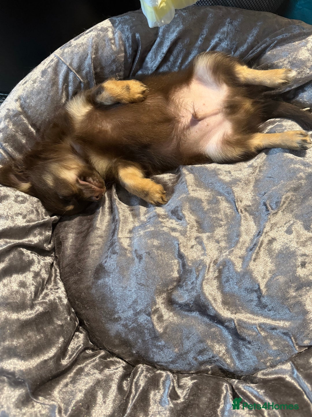 Chihuahua dogs for sale: LAST LITTLE BOY - long coat  READY NOW - Image 3
