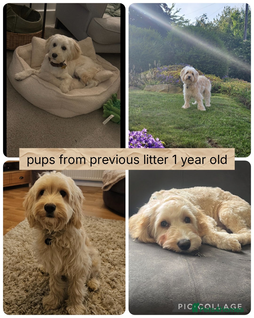 Mixed Breed dogs for sale: Rare silky cocker puppies  - Image 8
