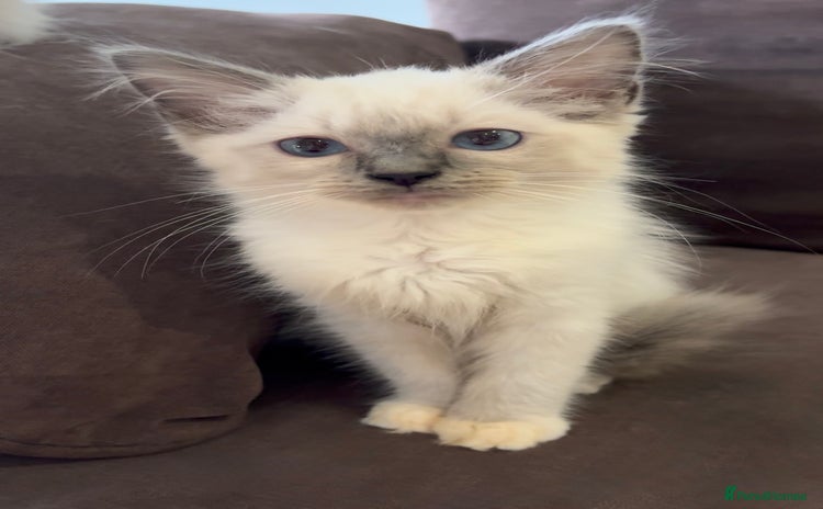 Ragdoll cats - Advert 5