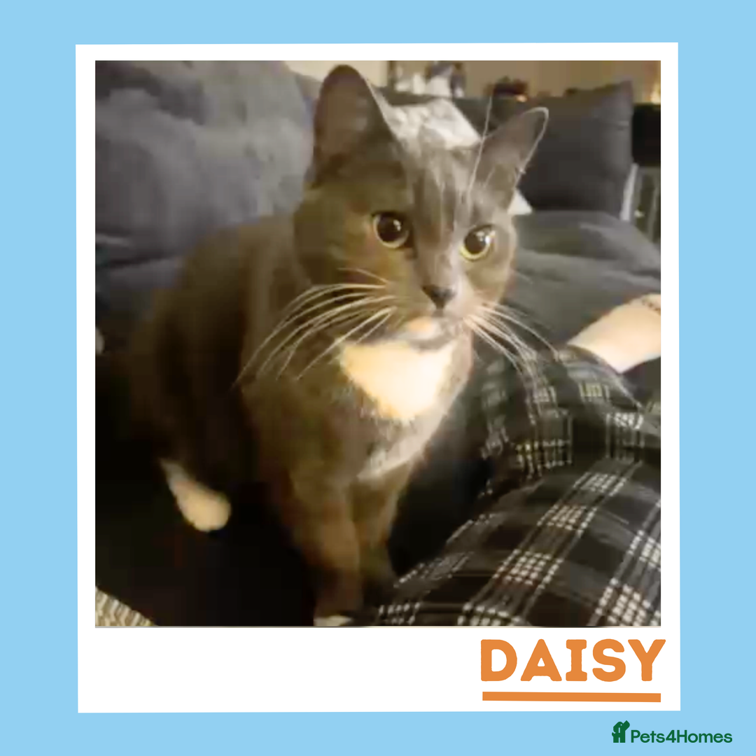 Mixed Breed cats for adoption: Daisy is a gentle, cuddly sweetheart - Advert 4