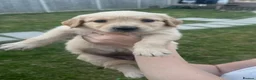 Golden Retriever dogs for sale: Quality golden retrievers  - Advert 12