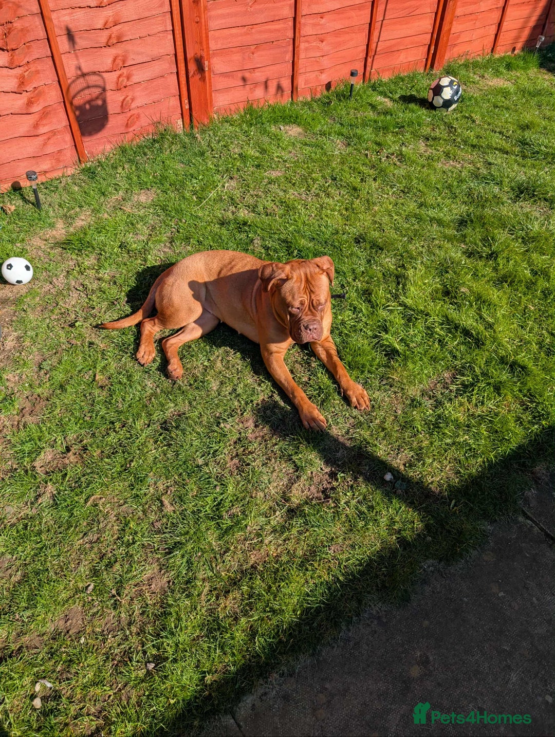 Dogue De Bordeaux dogs for sale: Female doggue de Bordeaux  - Image 3