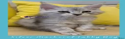 Maine Coon cats for sale: Gorgeous TICA Pedigree Maine Coon Kittens - Advert 20