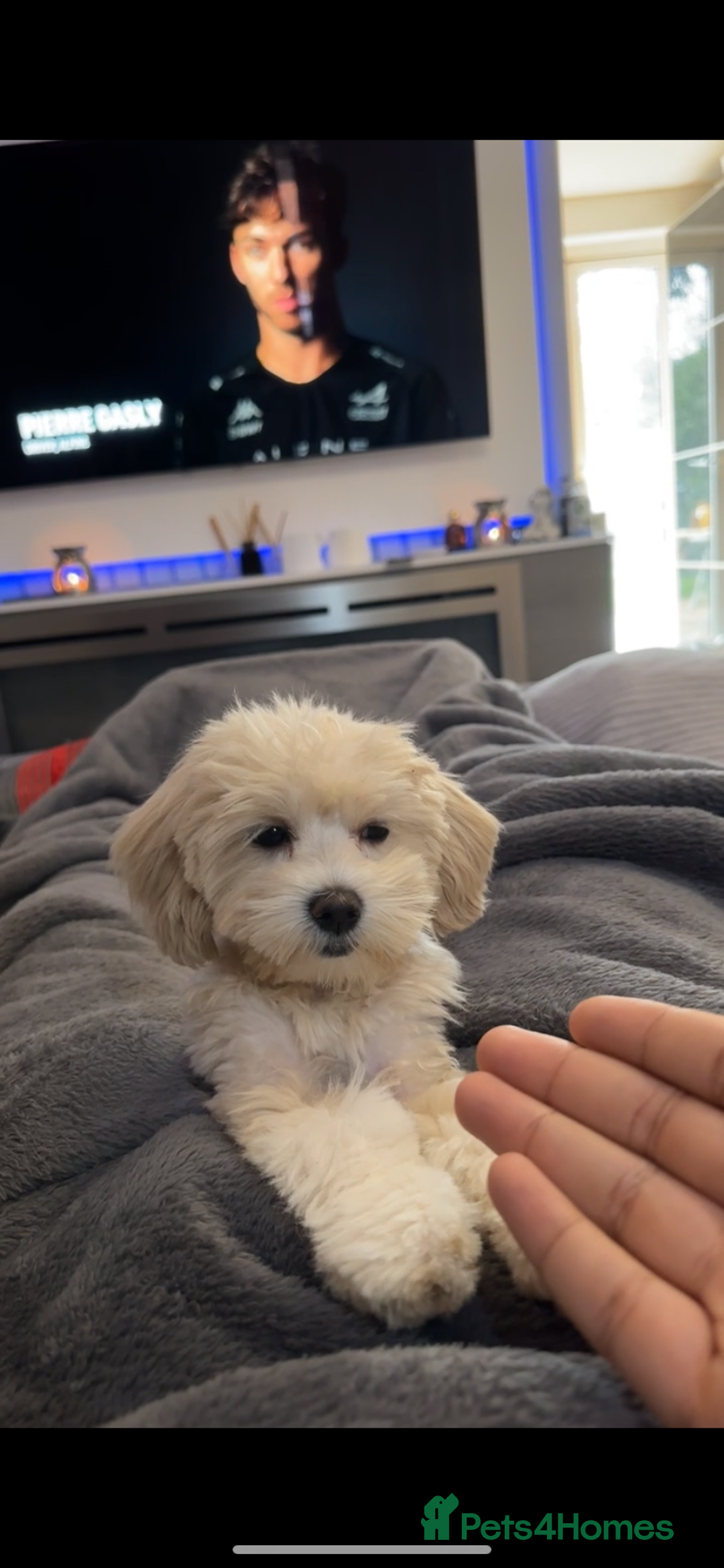 Maltipoo dogs for sale: Toy Female Maltipoo - Advert 5