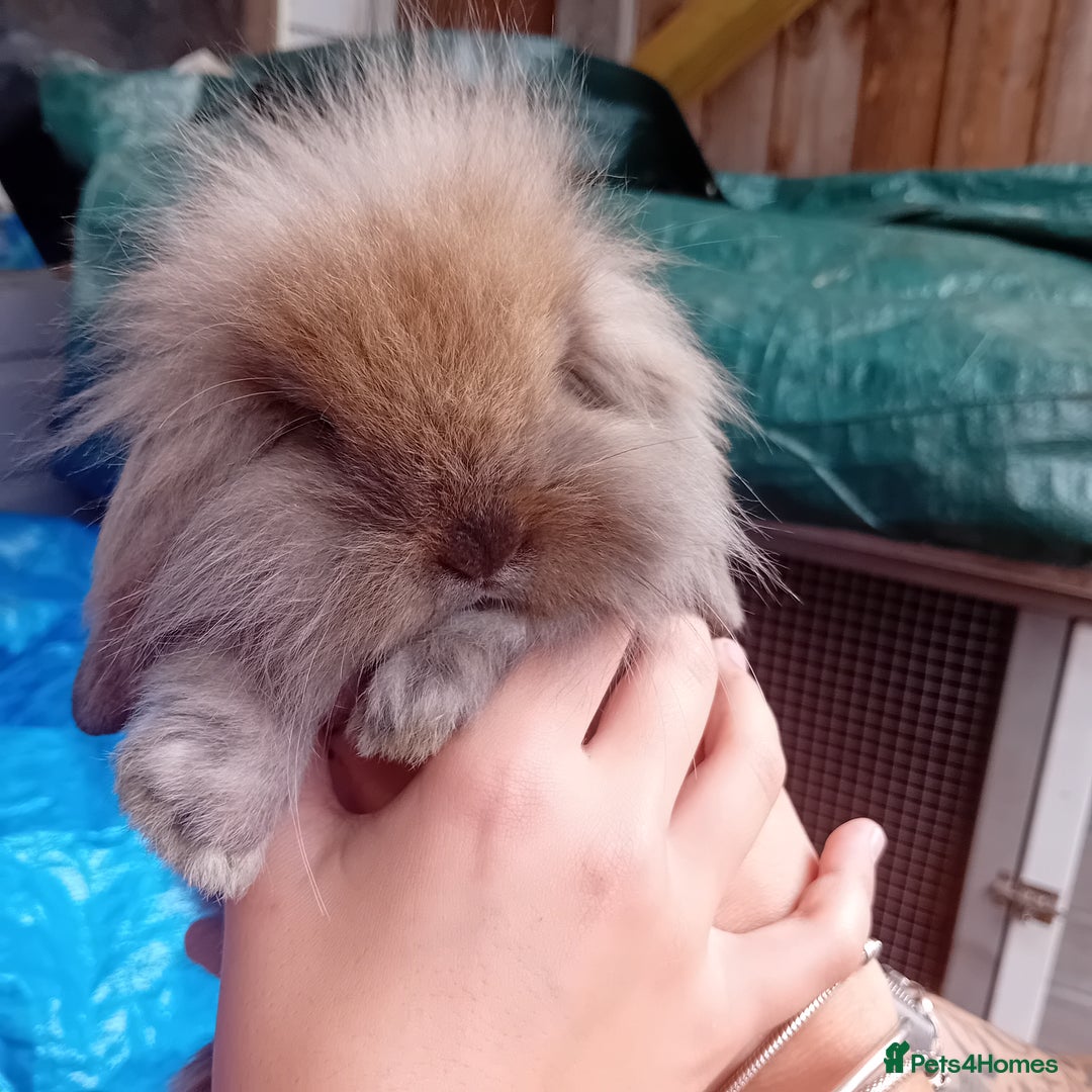 Mini Lop rabbits for sale: Mini lop rabbits  - Image 2