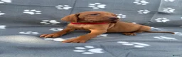 Hungarian Vizsla dogs for sale: Beautiful KC Reg Hungarian Vizsla Puppies - Advert 21