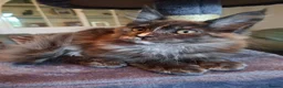 Maine Coon cats for sale: Pure Tica active Main Coon kittens - Advert 4