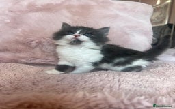 Mixed Breed cats for sale: Maine coon cross ragdoll kittens - Image 4