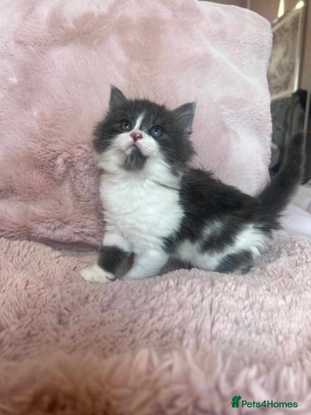 Mixed Breed cats for sale: Maine coon cross ragdoll kittens - Image 4