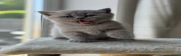 British Shorthair cats for sale: 💜 Lilac BSH Boys – Ready for Their Forever Homes in Dartford - Advert 7