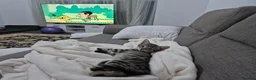 Domestic Shorthair cats for sale: Lovely, Friendly and Intelligent Cat for Sale in Paignton - Advert 8