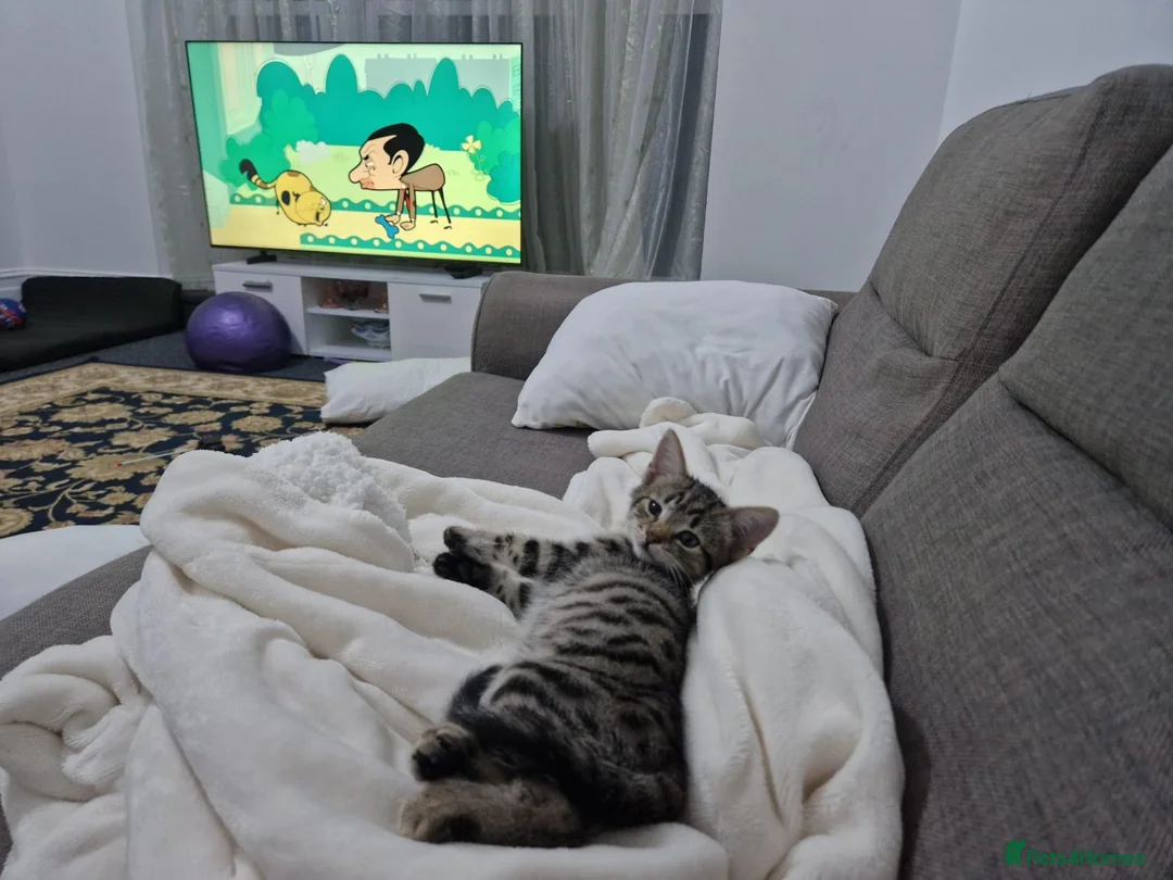 Domestic Shorthair cats for sale: Lovely, Friendly and Intelligent Cat for Sale in Paignton - Advert 8