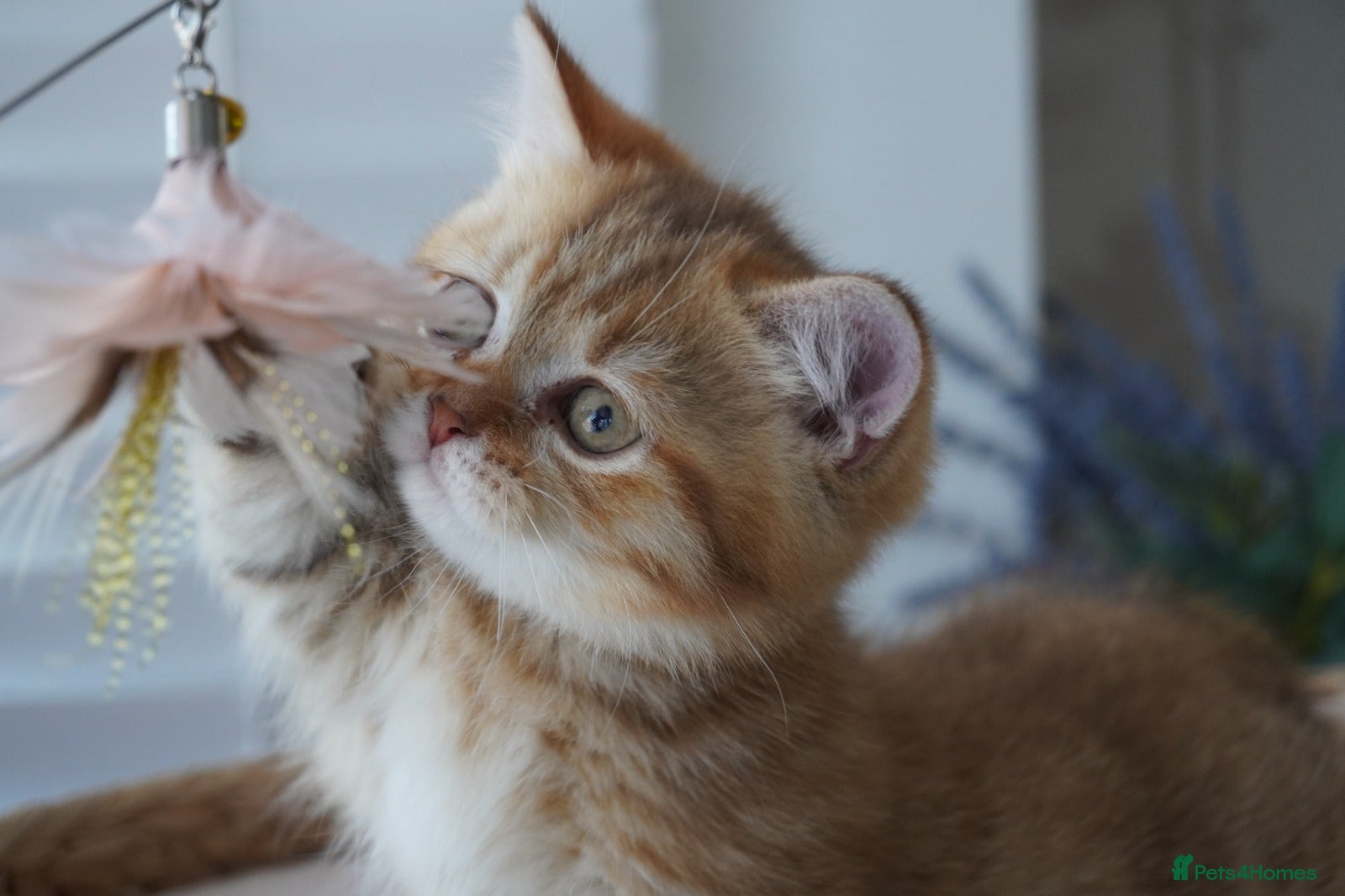 Munchkin cats 🍇🫐Munchkin Kittens - Advert 2