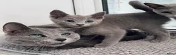 Russian Blue cats for sale: TICA active boy and girl Russian Blue kittens  - Advert 9