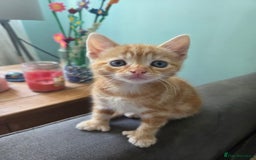Mixed Breed cats for sale: Mixed breed females  - Image 4