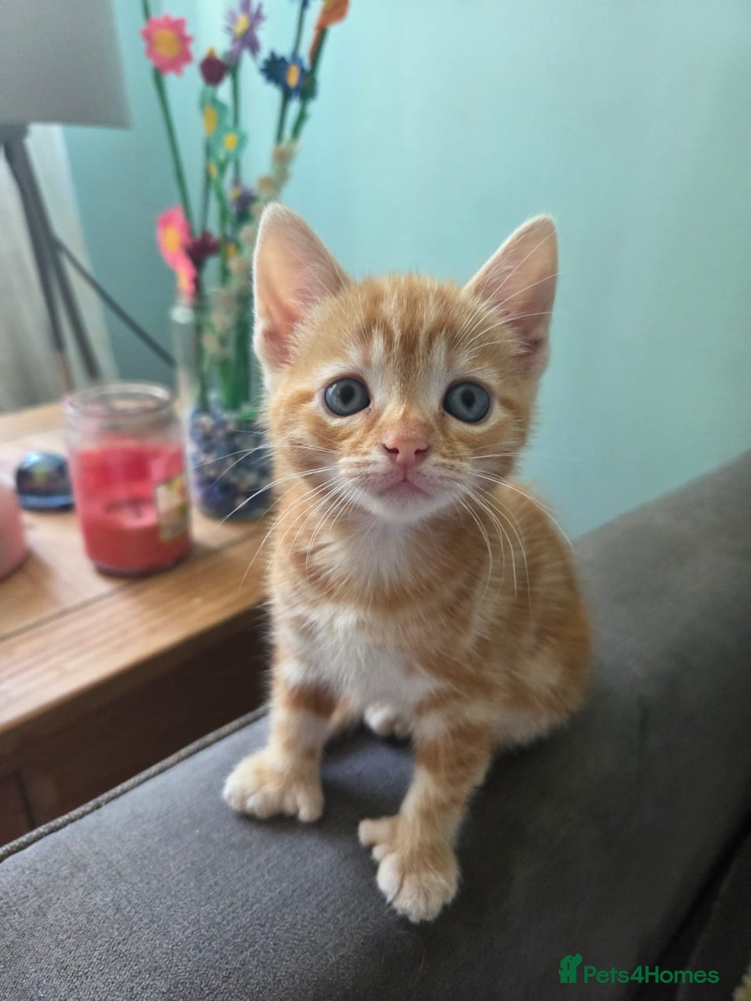Mixed Breed cats for sale: Mixed breed females  - Image 4