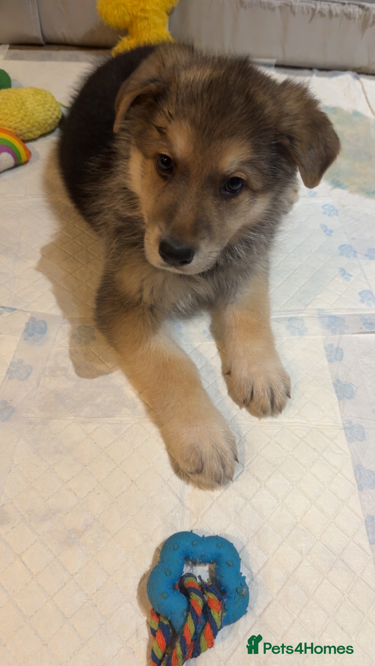 German Shepherd dogs Shepherd puppies for sale  - Advert 14