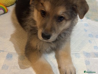 German Shepherd dogs Shepherd puppies for sale - Advert 14