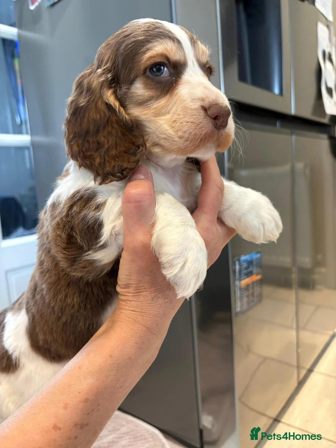 Cocker Spaniel dogs for sale: 100% Pedigree full show type DNA health tested  in Worksop - Advert 17