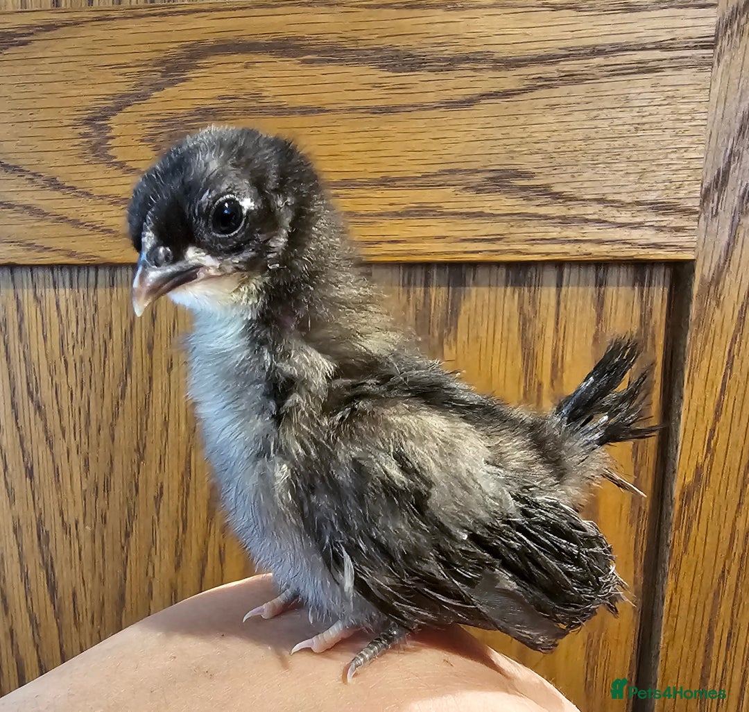Chickens poultry for sale: Serama chicks and serama X silkie chicks - Image 4