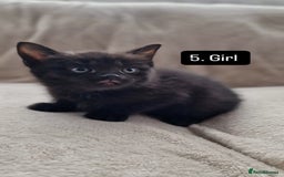 Mixed Breed cats for sale: Kittens - Image 8