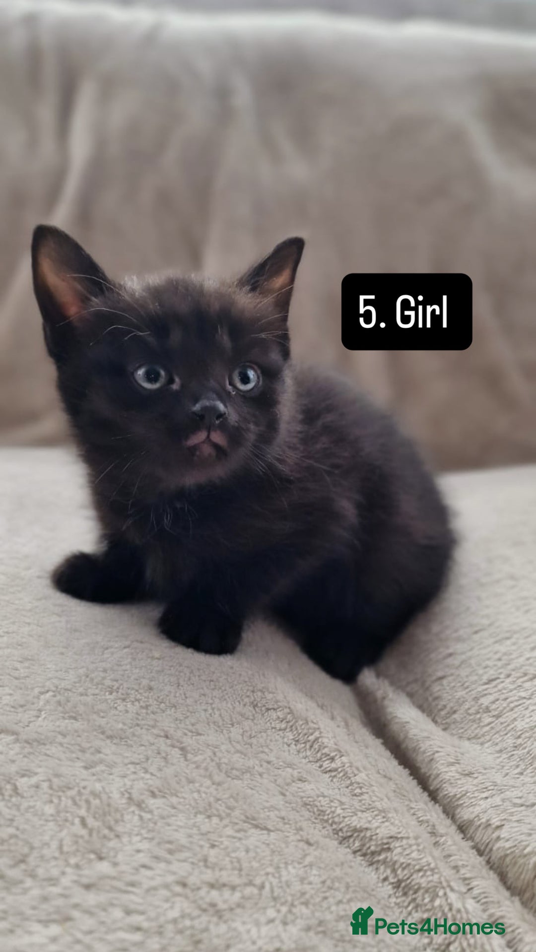 Mixed Breed cats for sale: Kittens - Image 8