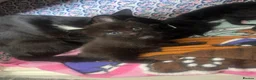 Mixed Breed cats for sale: Kitten litter for sale  in Wirral - Advert 7