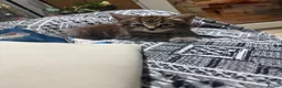 Mixed Breed cats for sale: Main coon x Russian blue mix - Advert 9