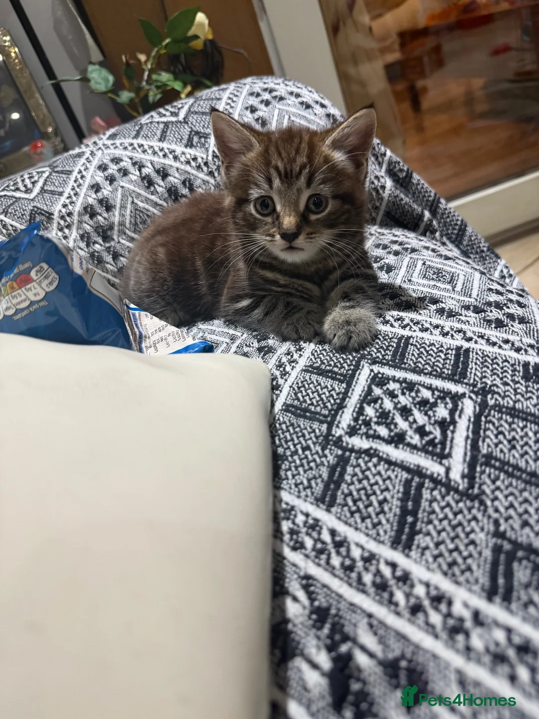 Mixed Breed cats for sale: Main coon x Russian blue mix - Advert 9