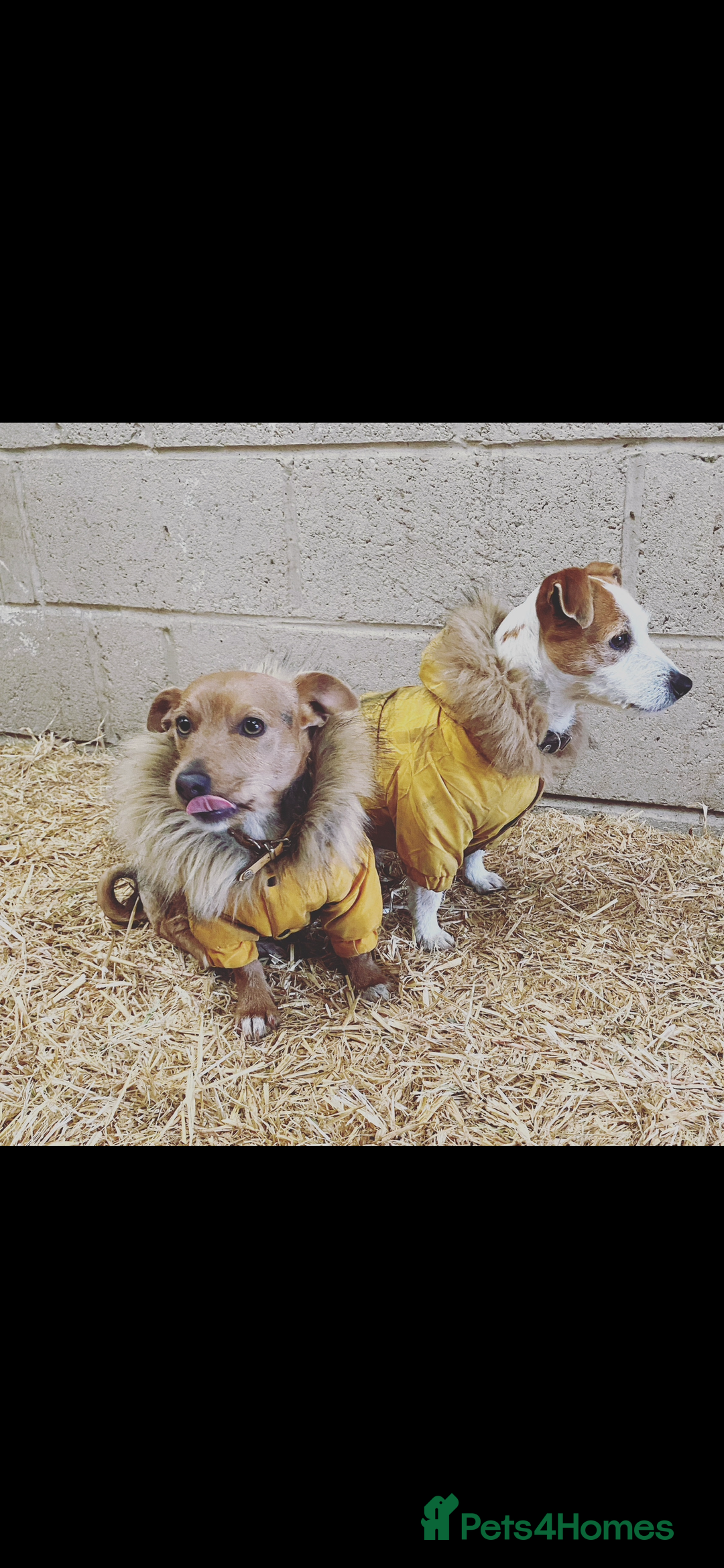 Mixed Breed dogs for sale: Mini Jack Russell X daxijack - Image 13