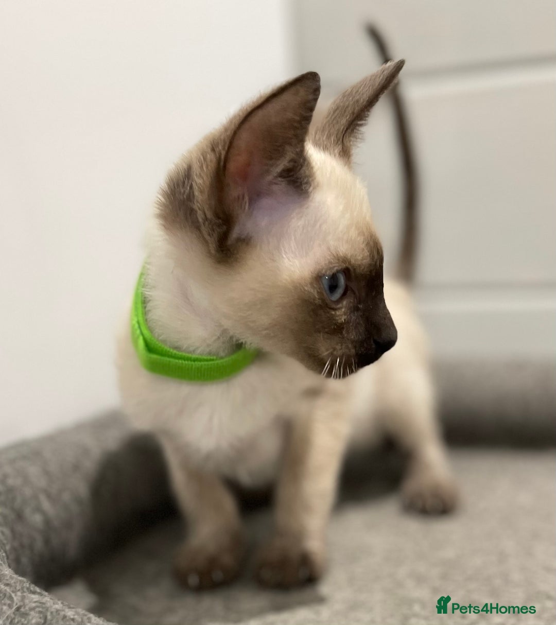 Siamese cats for sale: GCCF Registered Pure Traditional Siamese.  - Image 10