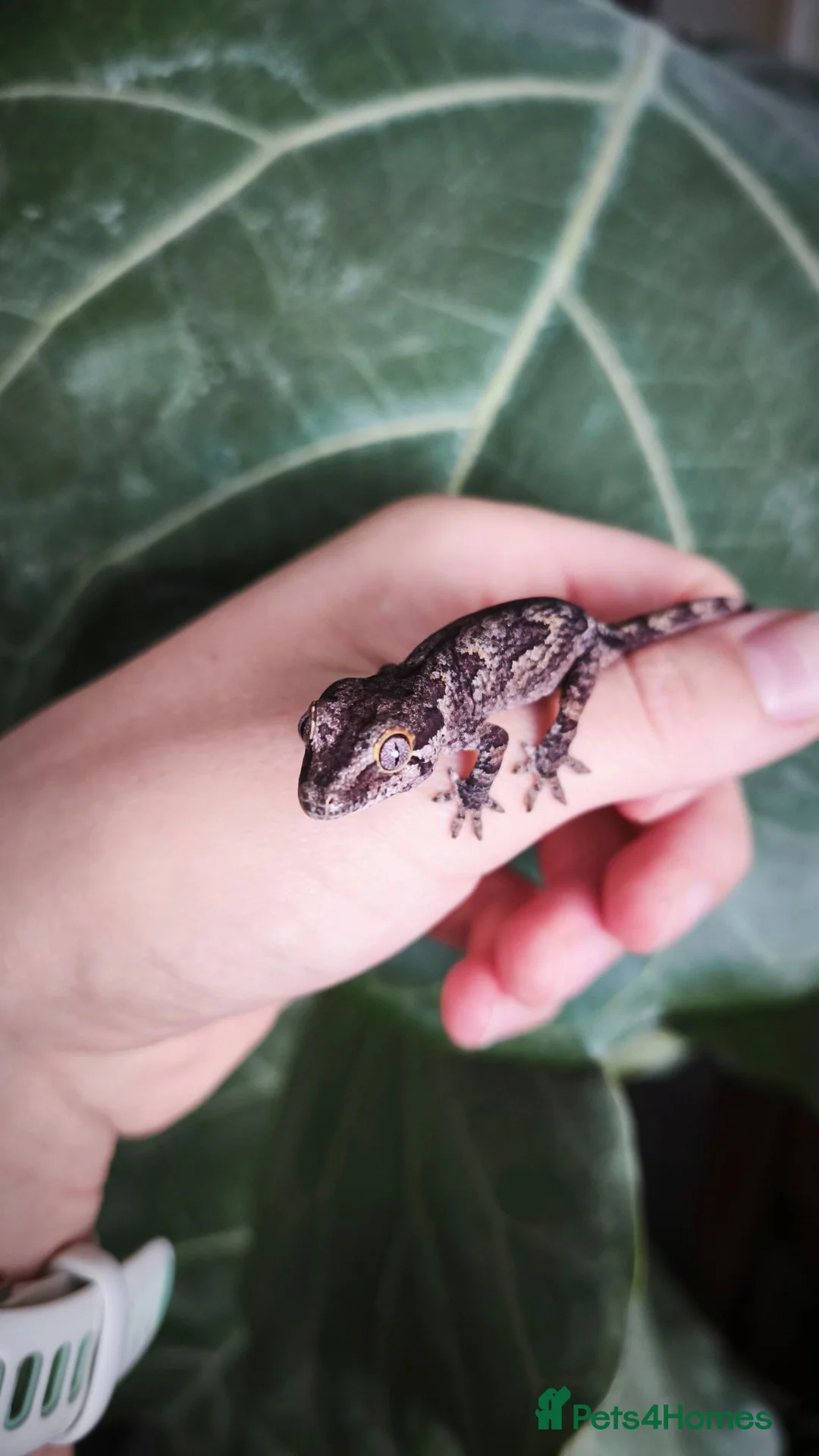Gecko reptiles for sale: Baby reticulated gargoyle gecko - Advert 6