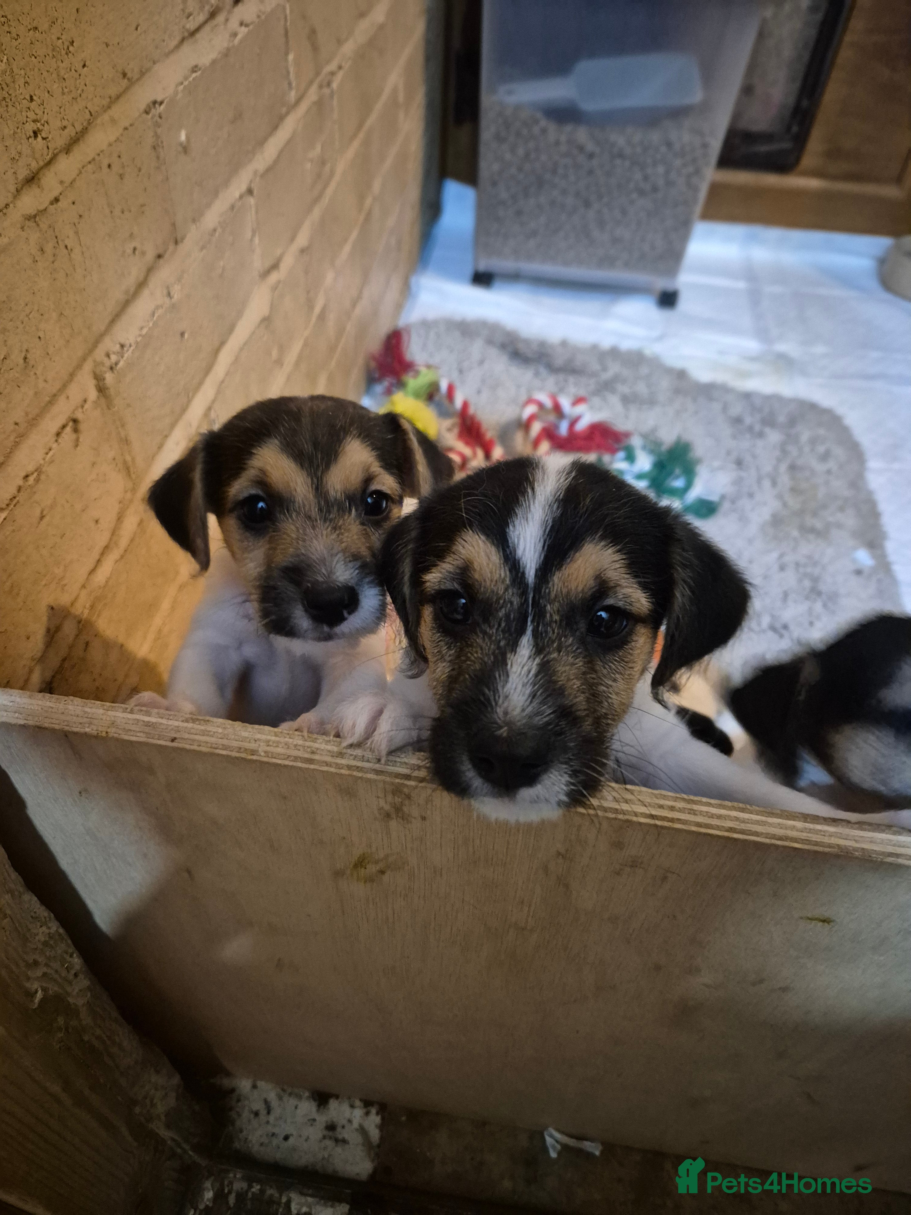 Jack Russell dogs Jack Russell boys ready now  **  - Advert 2