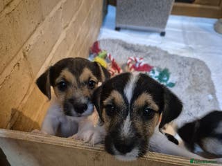 Jack Russell dogs Jack Russell boys ready now ** - Advert 2