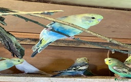 Budgerigars birds for sale: Baby budgies  - Image 7
