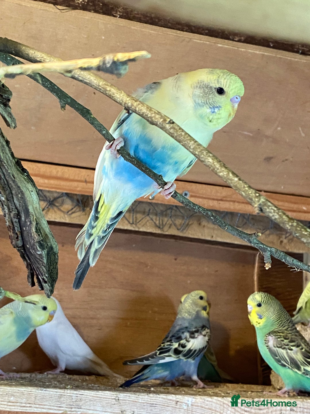 Budgerigars birds for sale: Baby budgies  - Image 7