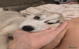 Siberian Husky dogs for sale: Stunning Pure siberian husky pups - Image 7